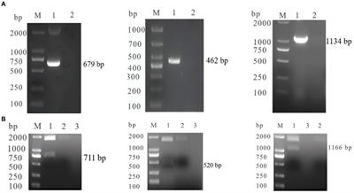 Development of multiplex real-time PCR for simultaneous detection of SARS-CoV-2, CCoV, and FIPV